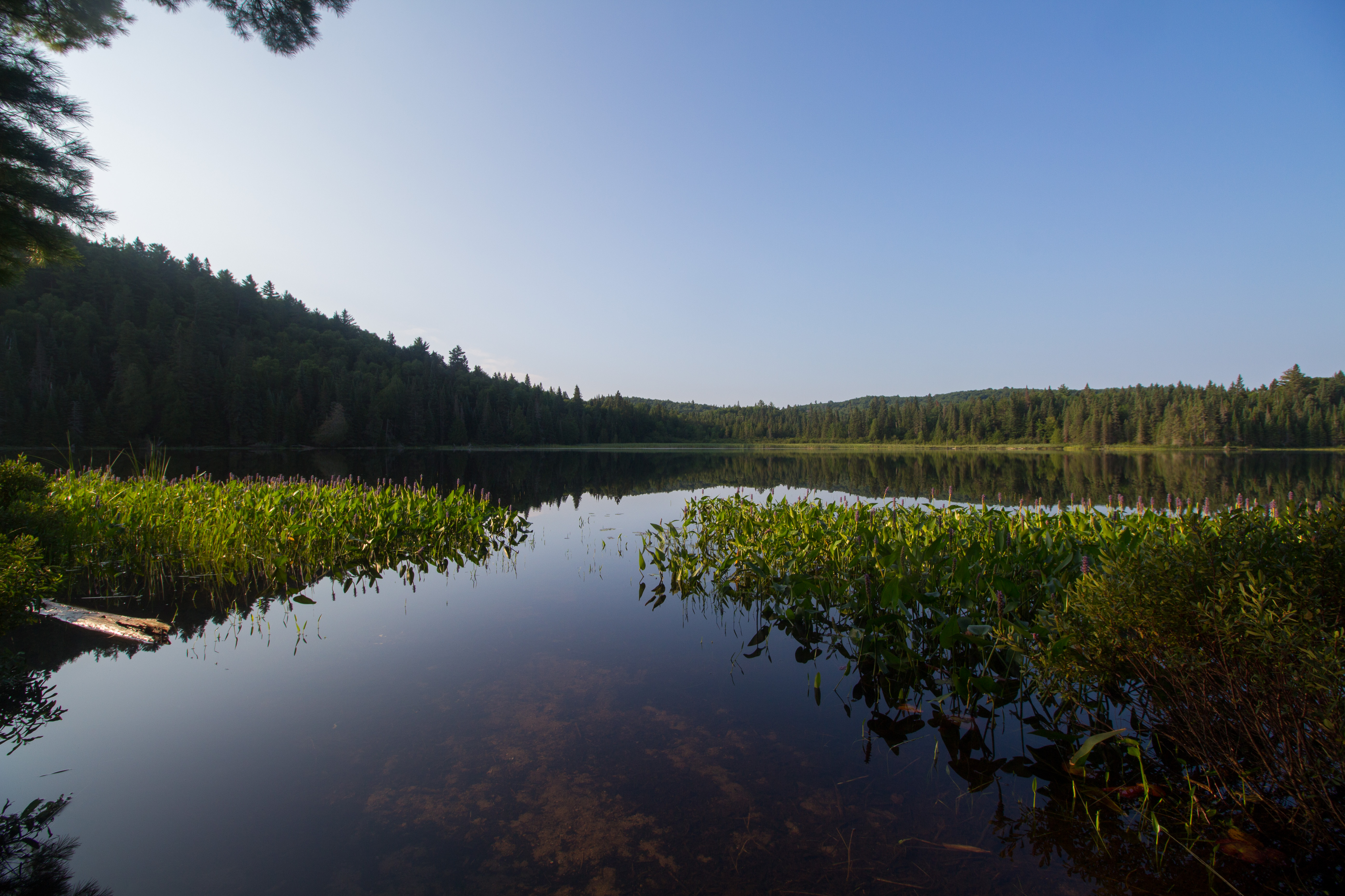 Tattler Lake